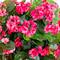 Nearly Natural; 28" UV Resistant Artificial Geranium in Hanging Basket; Category:Spring Floral Arrangements; Image:5